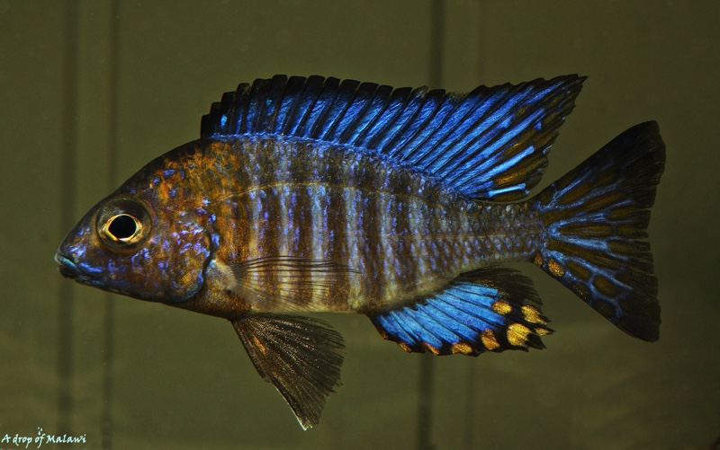 Aulonocara ethelwynnae